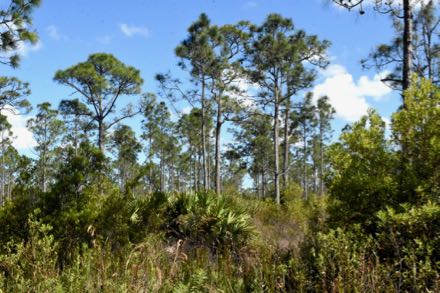 pine glades scene